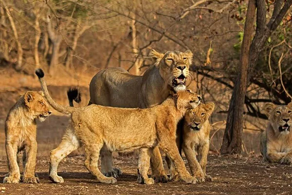 Gir National Park, Junagadh